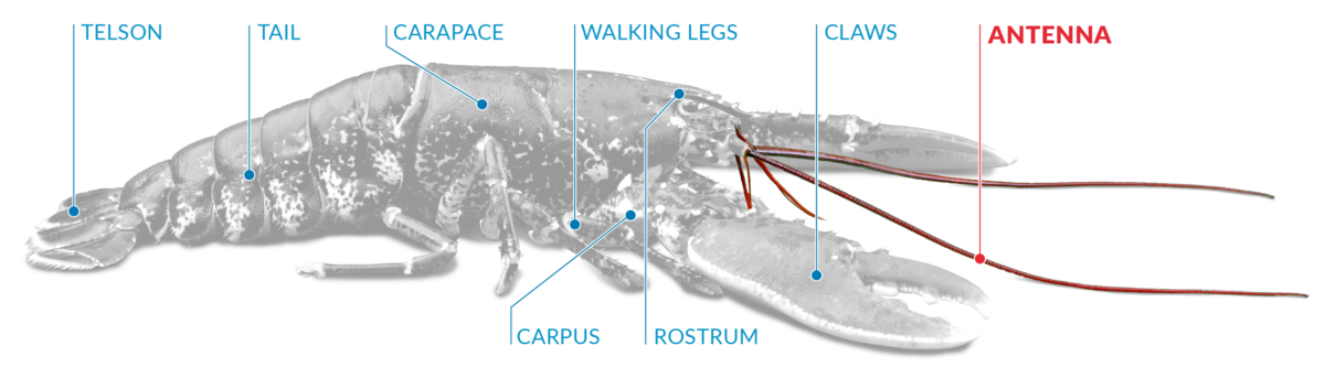 ANTENNA – The Lobster Shop